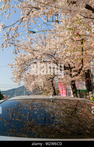 Beautiful cherry tree blossom in downtown at Busan, South Korea Stock Photo