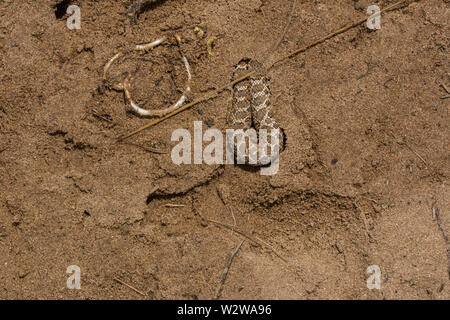 Plains Hog-nosed Snake (Heterodon nasicus) from Weld County, Colorado, USA. Stock Photo