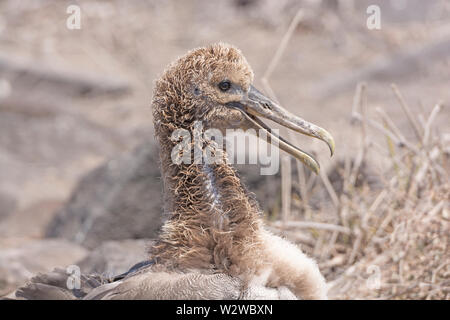 Baby Galapagos Albatross in a Nesting Ground on Espanola Island in the Galapagos Stock Photo