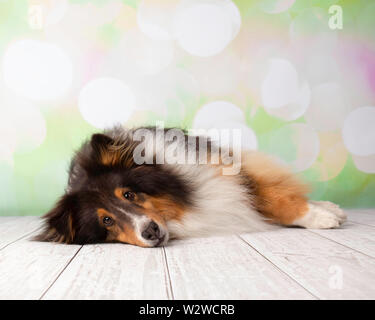 Shetland Sheepdog in Studio Portrait Lying Down Stock Photo
