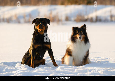 Rottweiler and Shetland Sheepdog Sitting in Snow in the Winter Stock Photo