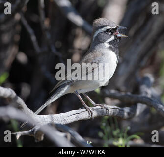 A striking black-throated sparrow (Amphispiza bilineata) or desert sparrow sings on a branch in Arizona Stock Photo