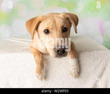 Labrador Mix Dog Portrait With Colorful Background Lying Down Stock Photo