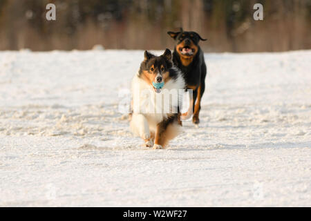 Shetland Sheepdog and Rottweiler Playing Fetch in the Snow in Winter Stock Photo
