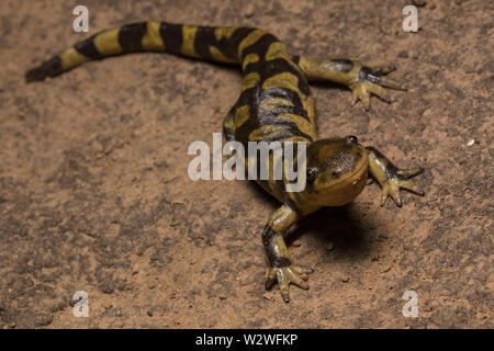 Barred Tiger Salamander (Ambystoma mavortium mavortium) from Jefferson County, Colorado, USA. Stock Photo