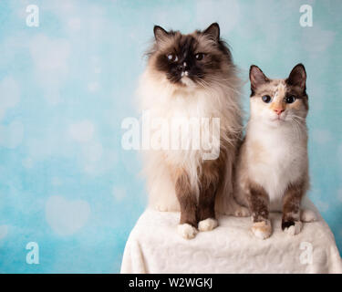 Mitted Seal Point Ragdoll and Siamese Mix Cat Portrait in Studio Stock Photo