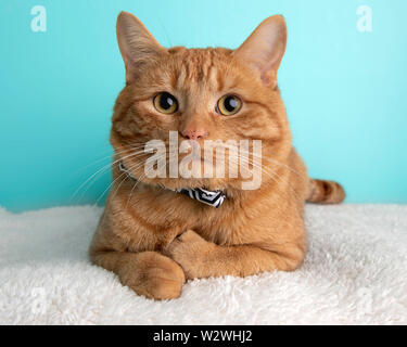 Orange Tabby Cat Portrait in Studio and Wearing a Bow Tie Stock Photo