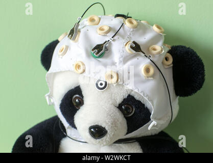 https://l450v.alamy.com/450v/w2wkct/magdeburg-germany-03rd-may-2019-a-stuffed-animal-with-a-hood-and-electrodes-can-be-seen-in-the-leibniz-institutes-laboratory-of-neurobiology-developmental-psychologist-wetzel-heads-the-cbbs-neurocognitive-development-research-group-and-together-with-her-team-investigates-attention-in-childhood-and-in-adults-as-well-as-the-effects-of-distraction-in-thought-and-learning-processes-to-dpa-story-technology-and-brain-credit-jens-bttnerdpa-zentralbilddpaalamy-live-news-w2wkct.jpg