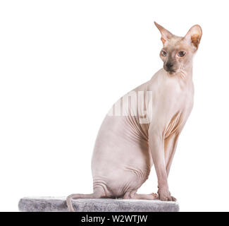 Funny Sphynx cat on white background Stock Photo