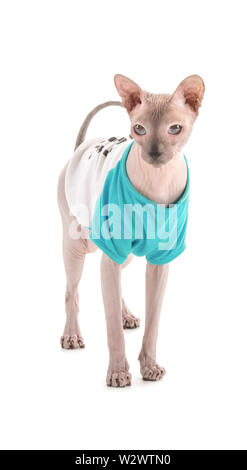 Funny Sphynx cat on white background Stock Photo