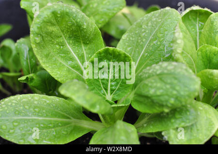 Closeup of Bok Choy vegetable (Shanghai Green) – image Stock Photo
