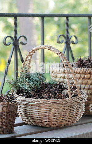 Collecting pine cones. Pine cone in wicker baskets. Stock Photo