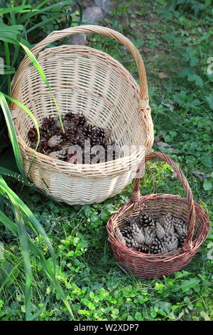Collecting pine cones. Pine cone in wicker baskets. Stock Photo