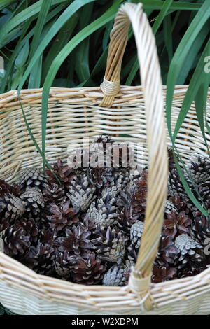 Collecting pine cones. Pine cone in wicker baskets. Stock Photo