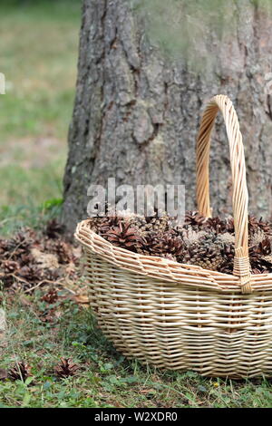 Collecting pine cones. Pine cone in wicker baskets. Stock Photo
