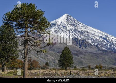 Snow-covered volcano Lanin and monkey puzzle trees (Araucaria araucana), between San Martin de los Andes and Pucon, National Park Lanin, Patagonia Stock Photo