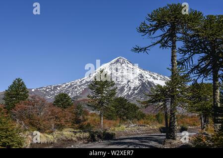 Snow-covered volcano Lanin and monkey puzzle trees (Araucaria araucana), between San Martin de los Andes and Pucon, National Park Lanin, Patagonia Stock Photo