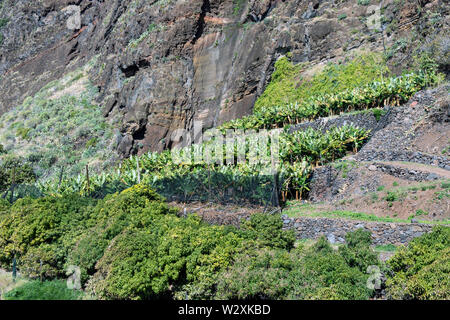 Portugal, Madeira Island, Faja dos Padres, Aloe vera in bloom Stock Photo -  Alamy