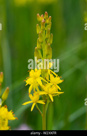 Colourful bog asphodel (Narthecium ossifragum), bright yellow flowers on damp heathland in Surrey, UK, during summer Stock Photo