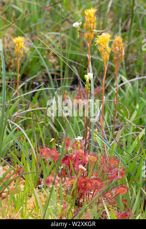 Colourful bog asphodels (Narthecium ossifragum) and carnivorous round-leaved sundew plants (Drosera rotundifolia) on damp heathland, UK, during summer Stock Photo