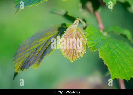 Young green hazel leaf with a brown tint on the background of gently blurred green in the morning light. Stock Photo