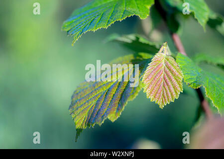 Young green hazel leaf with a brown tint on the background of a beautifully blurred green mass of leaves. Stock Photo