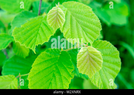Young green leaves of hazel on the background of bright spring foliage. Stock Photo