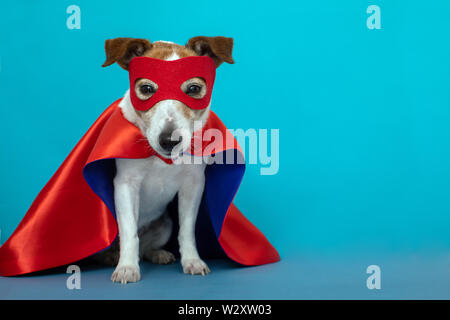 Dog jack russell super hero costume Stock Photo