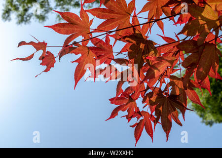 Red and orange leaves of Japanese purple maple at the Monastery, Gimcheon, South Korea Stock Photo