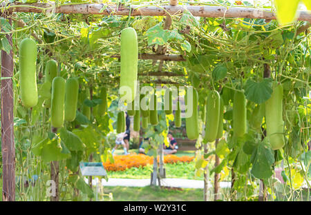 Winter melon many trees on the farm. Stock Photo
