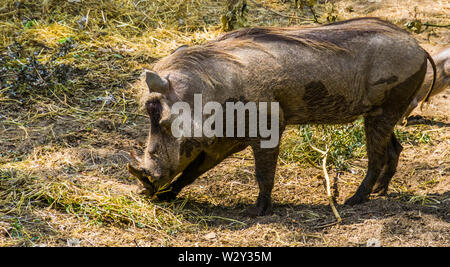 female common warthog in closeup, popular wild boar specie from Africa Stock Photo