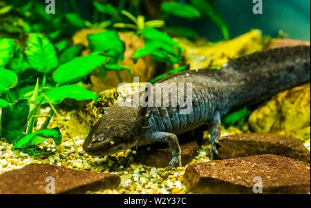 Closeup of grey axolotl, walking fish from Mexico, popular and critically endangered water salamander specie Stock Photo