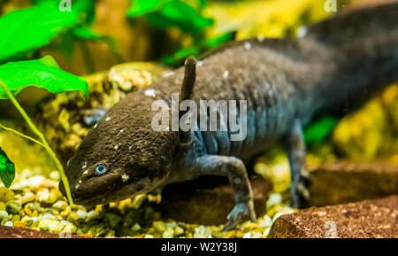 the face of a grey axolotl in closeup, walking fish from mexico, popular and critically Endangered water amphibian specie Stock Photo