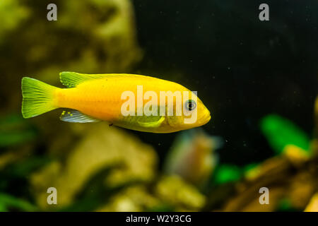 yellow lake malawi cichlid in closeup, popular aqarium pet in aquaculture, tropical fish specie from Africa Stock Photo