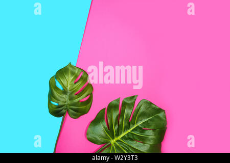 Tropical leaves Monstera, Swiss Cheese Plant, on pink blue background. Stock Photo