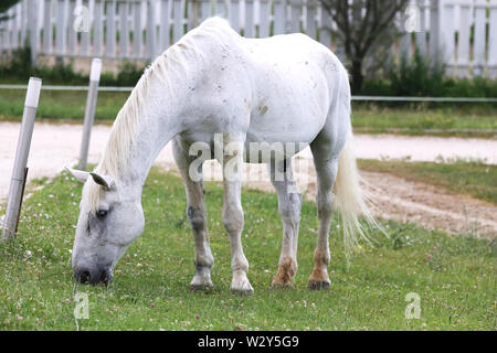 White old lipizzaner horse grazes on rural animal farm Stock Photo