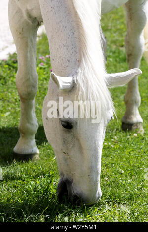 White old lipizzaner horse grazes on rural animal farm Stock Photo