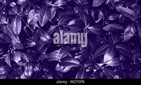 Perfect natural background made of fresh leaves. Ultra Violet dark and moody backdrop for your design. Copy space. Stock Photo