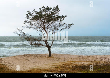 lonely tree on the seashore, inclement weather off the coast of the Baltic sea Stock Photo