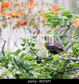 A Female Blackbird Perching in a Crab-Apple Tree Looking for Food in a Garden in Alsager Cheshire England United Kingdom UK Stock Photo