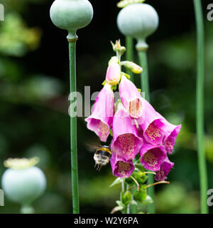 A Buff-Tailed Bumblebee Flying Towards a Foxglove Flower Looking for Nectar in a Garden in Alsager Cheshire England United Kingdom UK Stock Photo