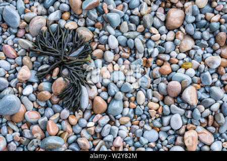 Blue and brown round pebble stones  on beach with green seaweed Stock Photo