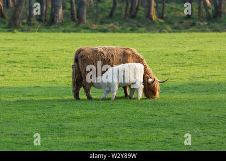 Highland cow and calf with calf feeding from mother. Highland region, Scotland Stock Photo
