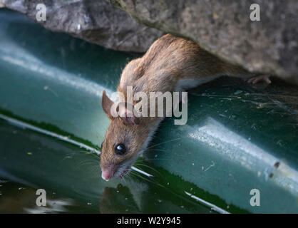 Wood Mouse, Apodemus sylvaticus, taking a drink in garden pond, Lancashire, UK Stock Photo