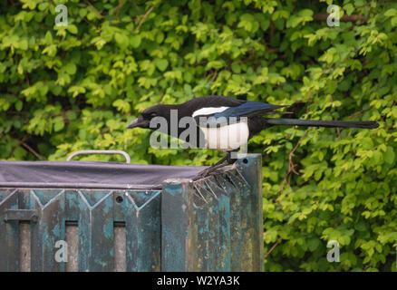 Common Magpie, Pica pica, foraging in rubbish bin, Lancashire, UK Stock Photo
