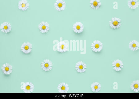 Common Lawn daisies on green background from above