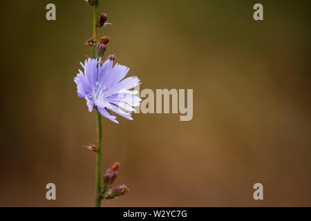 Close-up of blue Chicory wild flowers on a blurred background of a summer meadow, selective focus Stock Photo