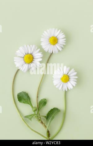 Three Common Lawn daisies on plain pale green background Stock Photo