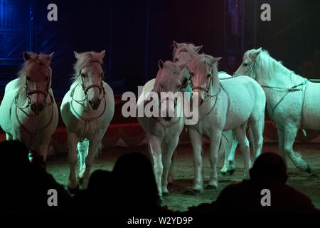 White circus horses on black background Stock Photo