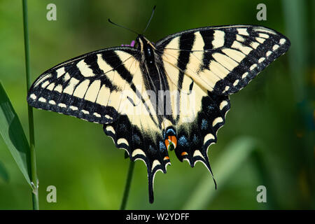 An Eastern Tiger Swallowtail butterfly in a garden in Speculator, NY USA Stock Photo